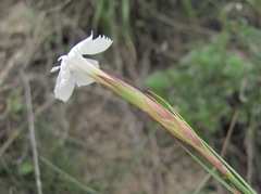 Dianthus elbrusensis
