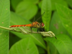 Sympetrum kunckeli