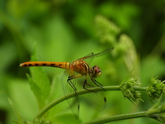 Sympetrum kunckeli
