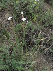 Dianthus elbrusensis