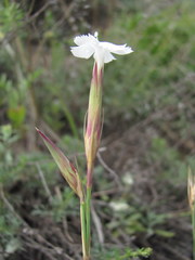 Dianthus elbrusensis