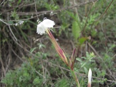 Dianthus elbrusensis