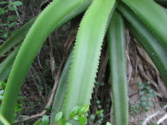 Aloe pluridens