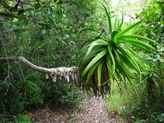 Aloe pluridens