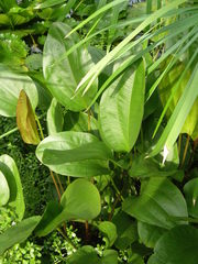 Echinodorus uruguayensis
