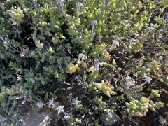 Antimima watermeyeri