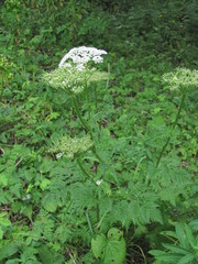 Selinum alatum