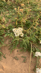 Achillea millefolium