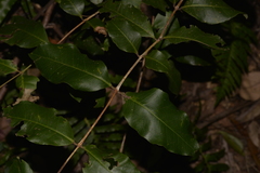 Backhousia leptopetala