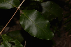 Backhousia leptopetala