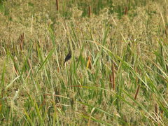 Ploceus manyar