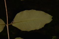 Backhousia leptopetala