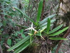 Cyrtorchis arcuata arcuata