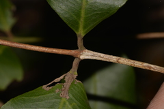 Backhousia leptopetala