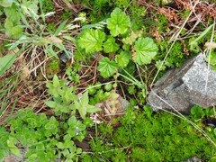 Pectiantia pentandra