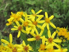 Senecio propinquus