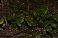 Backhousia leptopetala