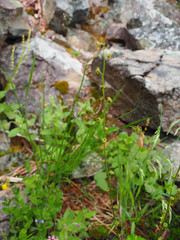 Pectiantia pentandra