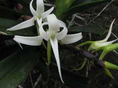 Cyrtorchis arcuata arcuata