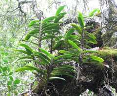 Cyrtorchis arcuata arcuata