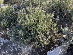 Antimima watermeyeri