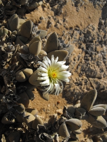 Astridia velutina