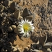 Astridia velutina - Photo (c) pietermier,  זכויות יוצרים חלקיות (CC BY-NC)