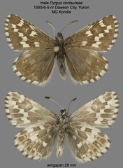 Pyrgus centaureae