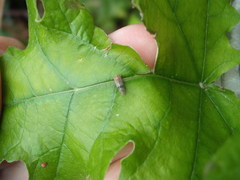 Tremulicerus distinguendus