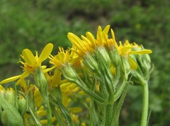 Senecio propinquus