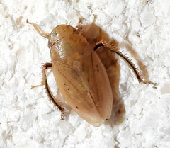 Negosiana dualis