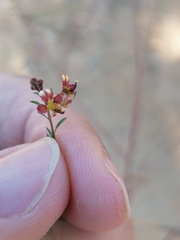 Cleome violacea