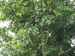 Holoptelea integrifolia