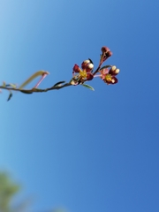 Cleome violacea