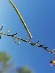 Cleome violacea