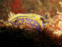 Felimare fontandraui