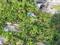 Ichnocarpus frutescens