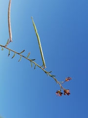Cleome violacea