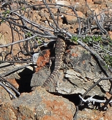 Karusasaurus polyzonus