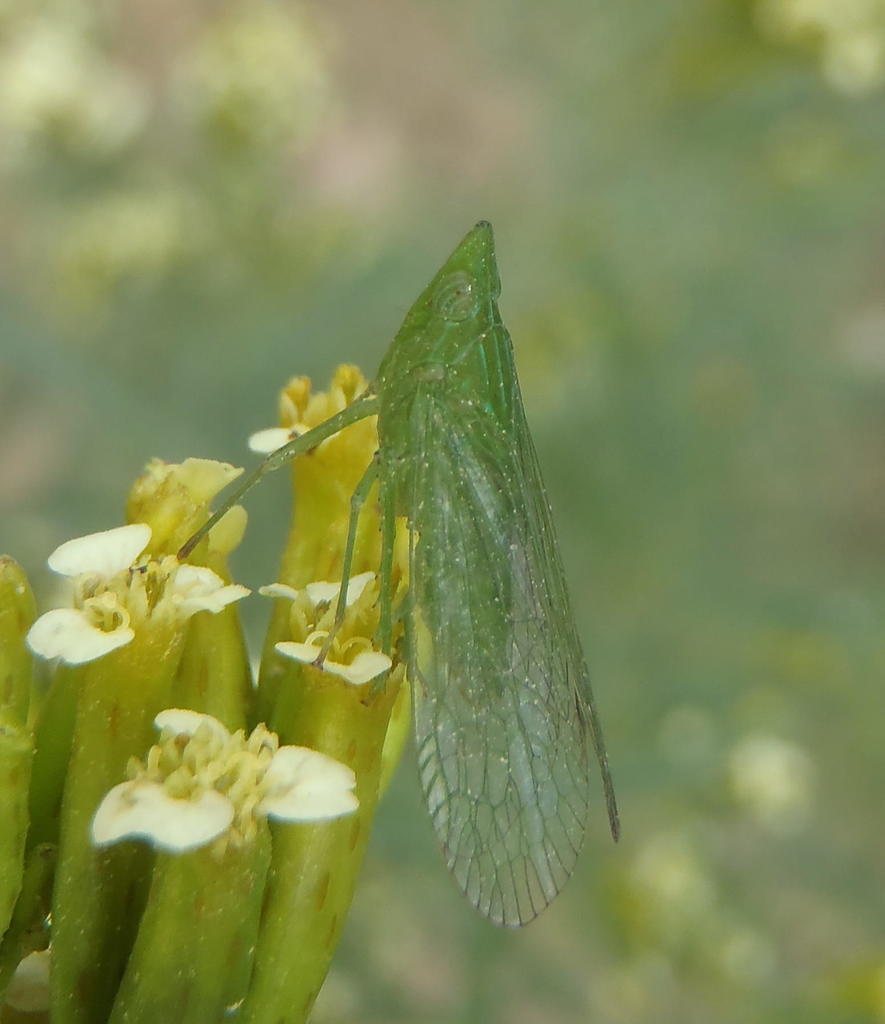 Pseudophanella