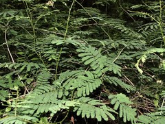 Senegalia schweinfurthii