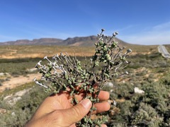 Antimima watermeyeri