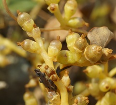 Cuscuta monogyna