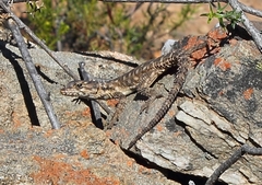 Karusasaurus polyzonus