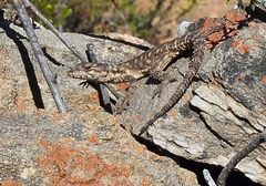 Karusasaurus polyzonus