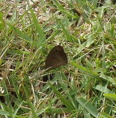 Cassionympha cassius