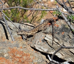Karusasaurus polyzonus