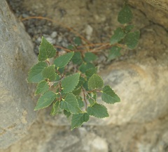 Celtis planchoniana