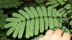 Senegalia schweinfurthii