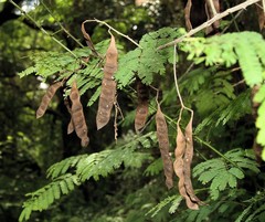 Senegalia schweinfurthii